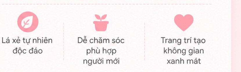 Lá xẻ tự nhiên độc đáo; Dễ chăm sóc phù hợp người mới; Trang trí tạo không gian xanh mát