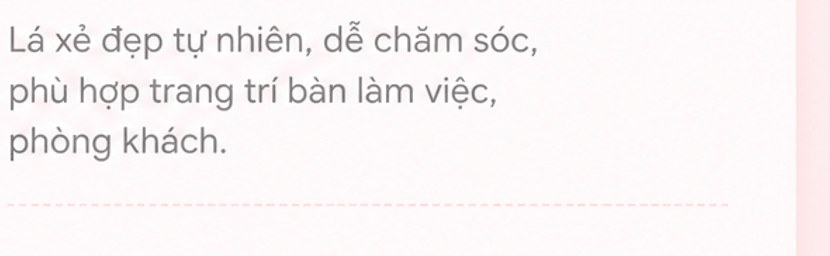 Lá xẻ đẹp tự nhiên, dễ chăm sóc, phù hợp trang trí bàn làm việc, phòng khách