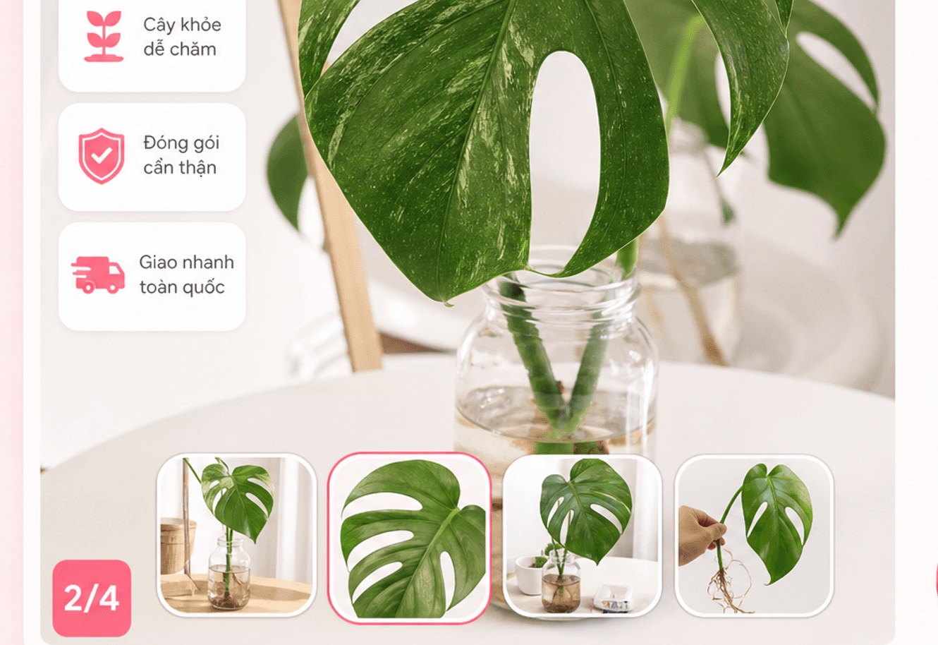 Ảnh Monstera slice trong bình thủy tinh, 4 ảnh nhỏ, chip Cây khỏe dễ chăm, Đóng gói cẩn thận, Giao nhanh toàn quốc