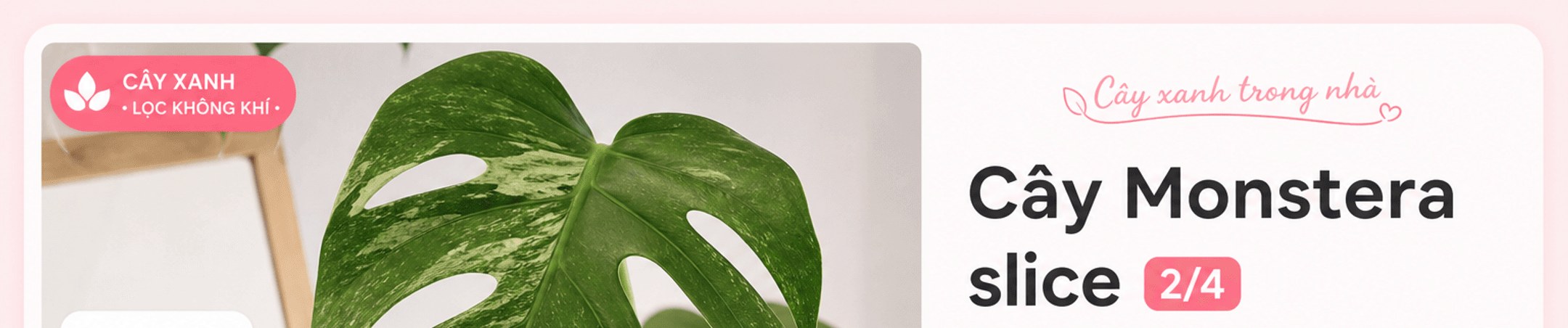 Cây Monstera slice 2/4, nhãn Cây xanh lọc không khí, ảnh sản phẩm và tiêu đề Cây xanh trong nhà