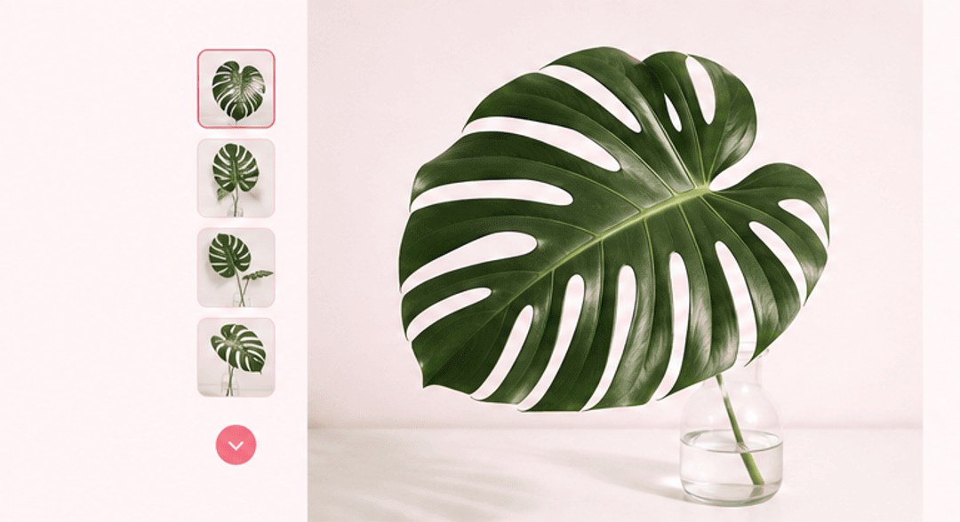 Ảnh Cây Monstera Slice trong bình thủy tinh và 4 ảnh nhỏ