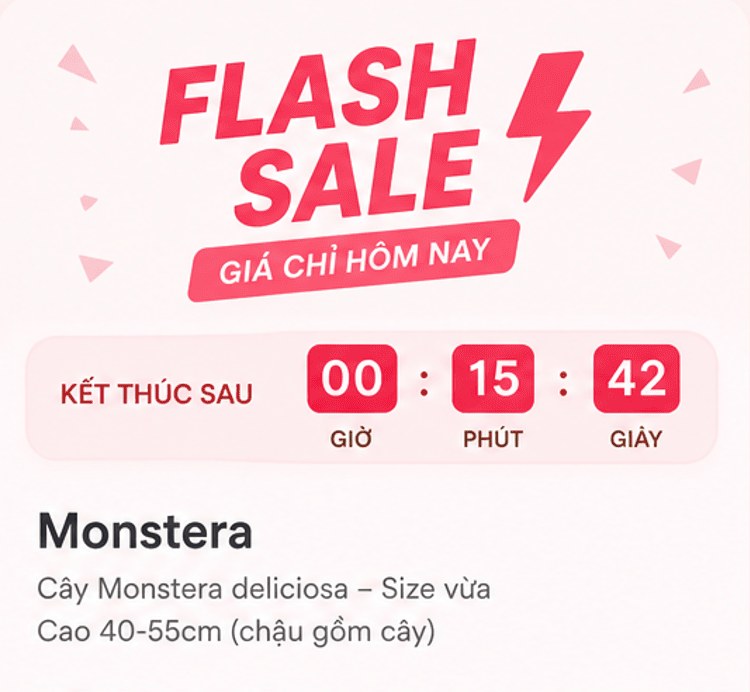 Flash Sale giá chỉ hôm nay, kết thúc sau 00:15:42; Monstera – Cây Monstera deliciosa size vừa cao 40-55cm
