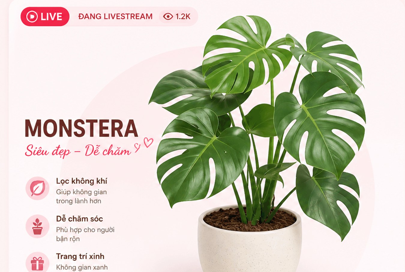 Livestream Monstera: Siêu đẹp – Dễ chăm; lọc không khí, dễ chăm sóc, trang trí xinh
