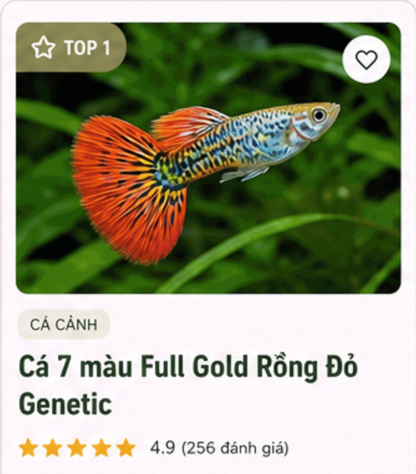 Cá 7 màu Full Gold Rồng Đỏ Genetic