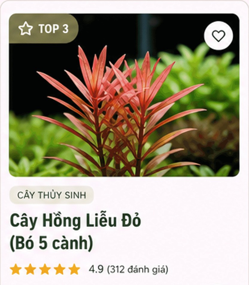 Cây Hồng Liễu Đỏ (Bó 5 cành)